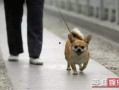 娱乐吃瓜养狗视频大全,娱乐吃瓜，狗狗视频大全集锦